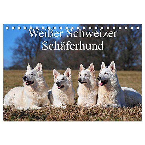 Weißer Schweizer Schäferhund (Tischkalender 2024 DIN A5 quer), CALVENDO Monatskalender, Sigrid Starick