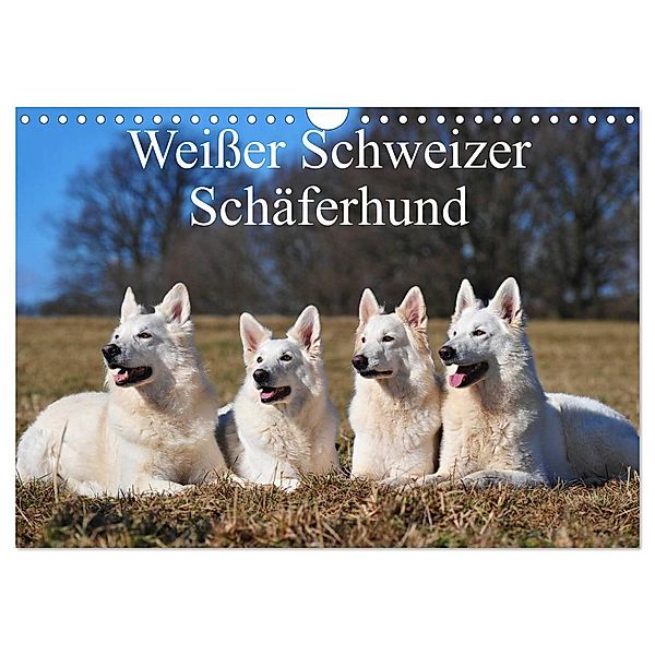 Weisser Schweizer Schäferhund (Wandkalender 2024 DIN A4 quer), CALVENDO Monatskalender, Sigrid Starick
