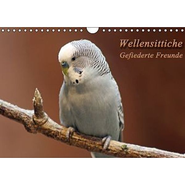 Wellensittiche - Gefiederte Freunde (Wandkalender 2014 DIN A4 quer), Barbara Mielewczyk