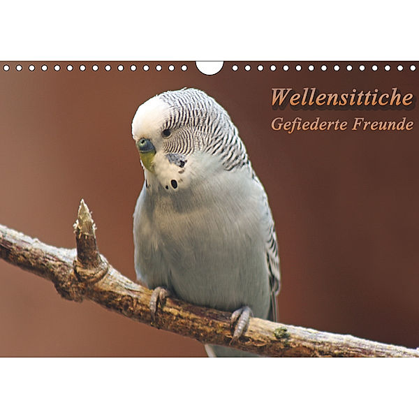 Wellensittiche - Gefiederte Freunde (Wandkalender 2019 DIN A4 quer), Barbara Mielewczyk