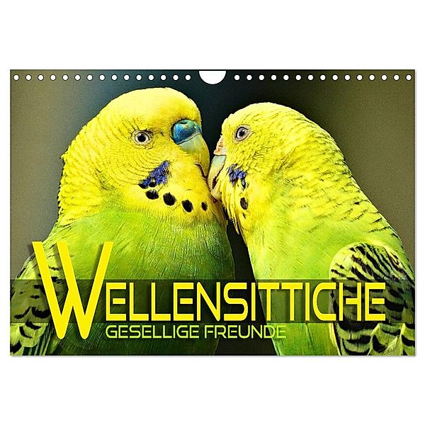 Wellensittiche - gesellige Freunde (Wandkalender 2024 DIN A4 quer), CALVENDO Monatskalender, Renate Utz