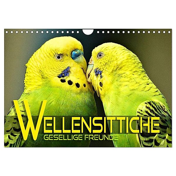 Wellensittiche - gesellige Freunde (Wandkalender 2025 DIN A4 quer), CALVENDO Monatskalender, Calvendo, Renate Utz