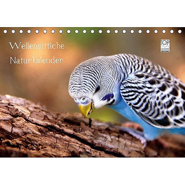Wellensittiche - Naturkalender (Tischkalender 2019 DIN A5 quer), Björn Bergmann