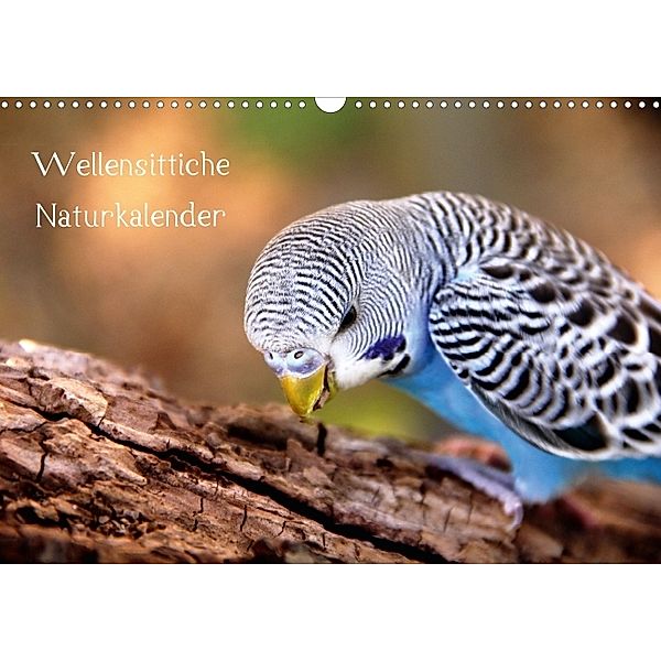 Wellensittiche - Naturkalender (Wandkalender 2014 DIN A4 quer), Björn Bergmann