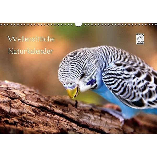 Wellensittiche - Naturkalender (Wandkalender 2017 DIN A3 quer), Björn Bergmann