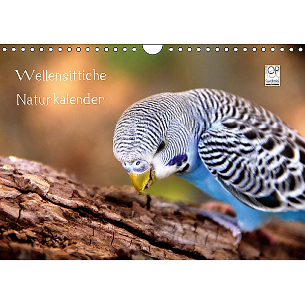 Wellensittiche - Naturkalender (Wandkalender 2019 DIN A4 quer), Björn Bergmann