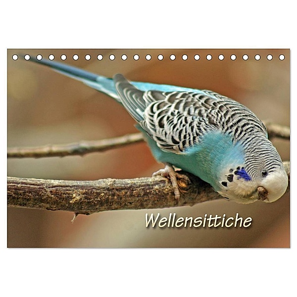 Wellensittiche (Tischkalender 2024 DIN A5 quer), CALVENDO Monatskalender, Barbara Mielewczyk