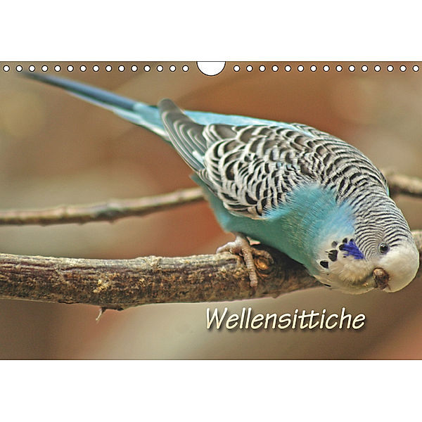 Wellensittiche (Wandkalender 2019 DIN A4 quer), Barbara Mielewczyk