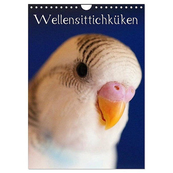 Wellensittichküken (Wandkalender 2024 DIN A4 hoch), CALVENDO Monatskalender, Björn Bergmann