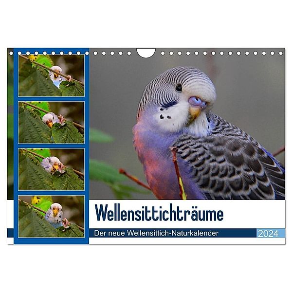 Wellensittichträume - Der neue Wellensittich-Naturkalender (Wandkalender 2024 DIN A4 quer), CALVENDO Monatskalender, Björn Bergmann