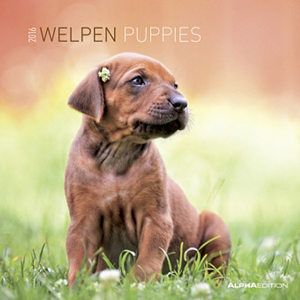 Welpen 2016. Puppies