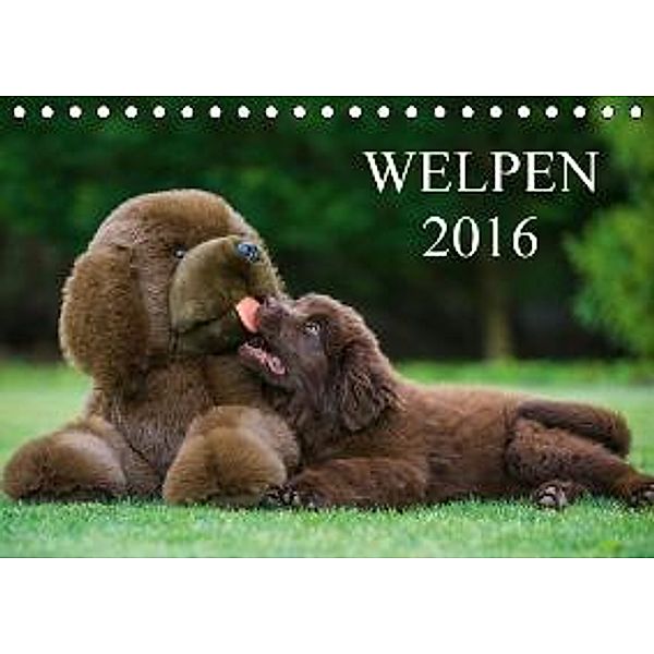 Welpen 2016 (Tischkalender 2016 DIN A5 quer), Sigrid Starick