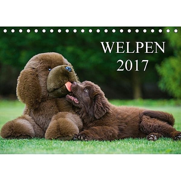 Welpen 2017 (Tischkalender 2017 DIN A5 quer), Sigrid Starick