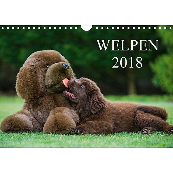 Welpen 2018 (Wandkalender 2018 DIN A4 quer) Dieser erfolgreiche Kalender wurde dieses Jahr mit gleichen Bildern und aktu, Sigrid Starick