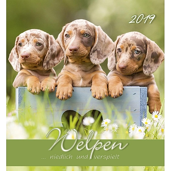 Welpen 2019 Postkartenkalender, ALPHA EDITION