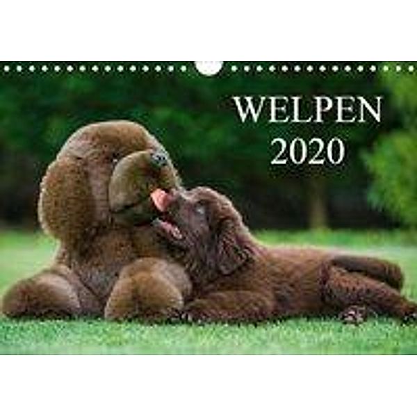 Welpen 2020 (Wandkalender 2020 DIN A4 quer), Sigrid Starick