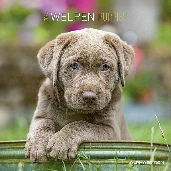 Welpen 2022 - Broschürenkalender 30x30 cm (30x60 geöffnet) - Kalender mit Platz für Notizen - Puppies - Hundekalender -, ALPHA EDITION