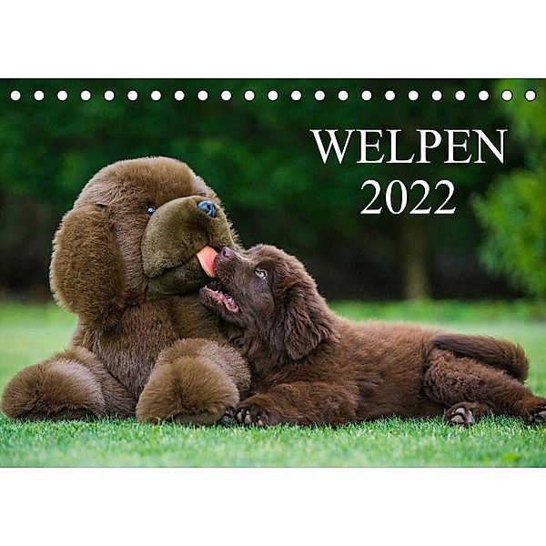 Welpen 2022 (Tischkalender 2022 DIN A5 quer), Sigrid Starick