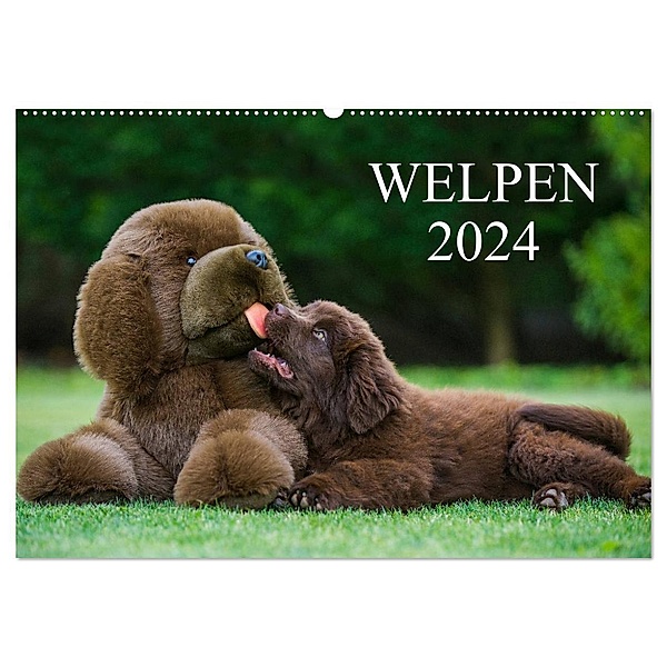 Welpen 2024 (Wandkalender 2024 DIN A2 quer), CALVENDO Monatskalender, Sigrid Starick