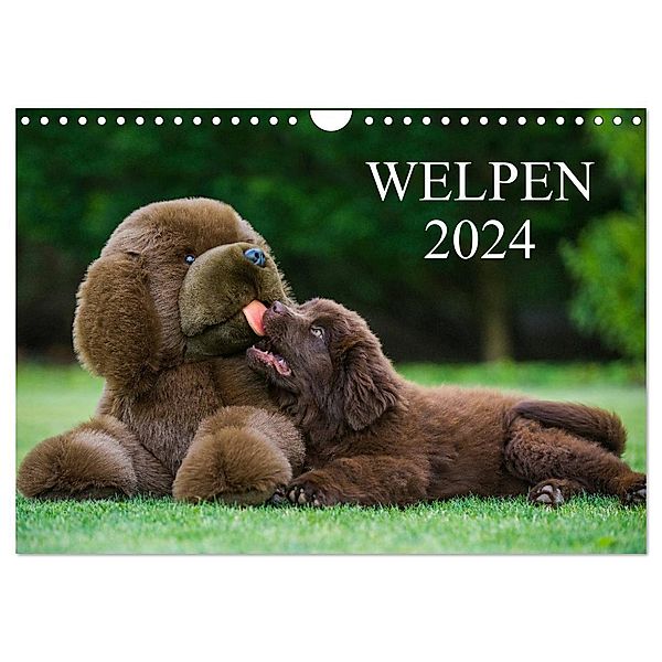 Welpen 2024 (Wandkalender 2024 DIN A4 quer), CALVENDO Monatskalender, Sigrid Starick