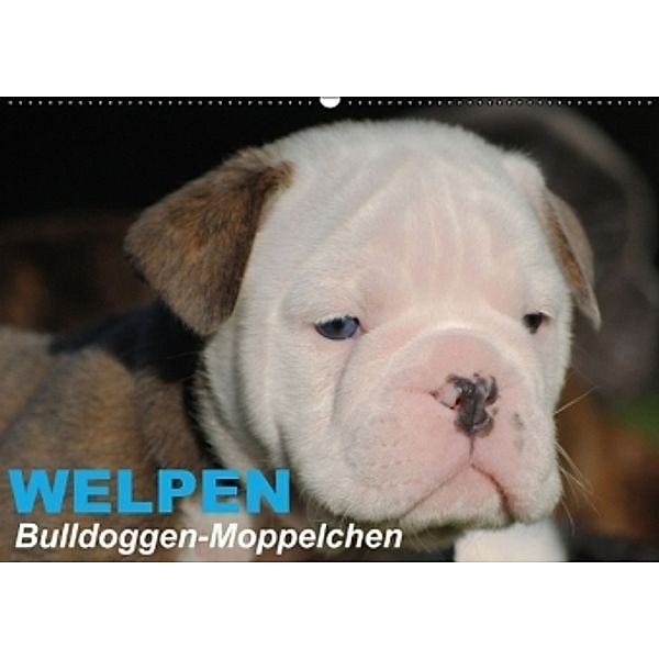 Welpen Bulldoggen-Moppelchen (Wandkalender 2015 DIN A2 quer), Elisabeth Stanzer