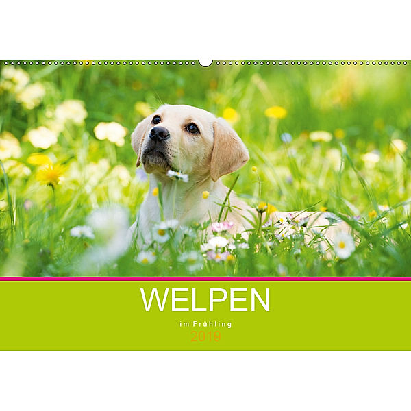 Welpen im Frühling (Wandkalender 2019 DIN A2 quer), Judith dzierzawa