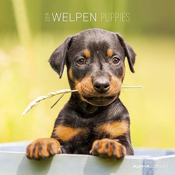 Welpen / Puppies 2019, ALPHA EDITION