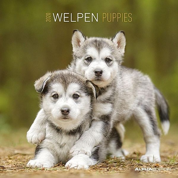 Welpen /  Puppies 2020, ALPHA EDITION