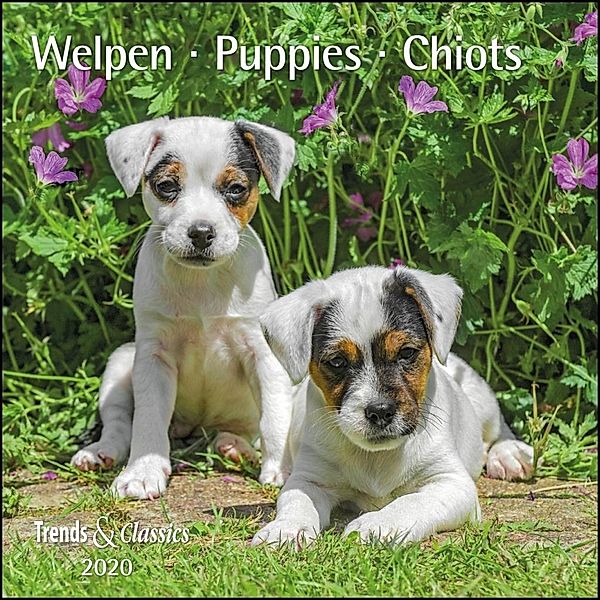 Welpen / Puppies / Chiots 2020