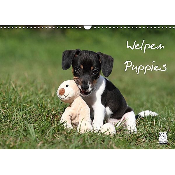 Welpen - Puppies (Wandkalender 2021 DIN A3 quer), Jeanette Hutfluss