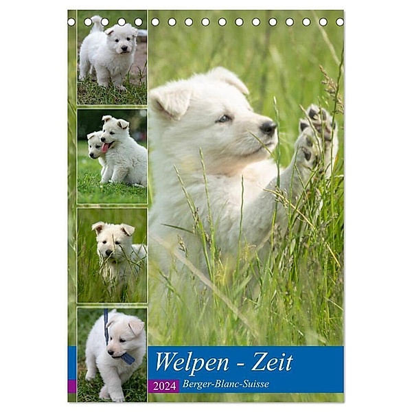 Welpen Zeit - Berger Blanc Suisse (Tischkalender 2024 DIN A5 hoch), CALVENDO Monatskalender, Tanja Riedel