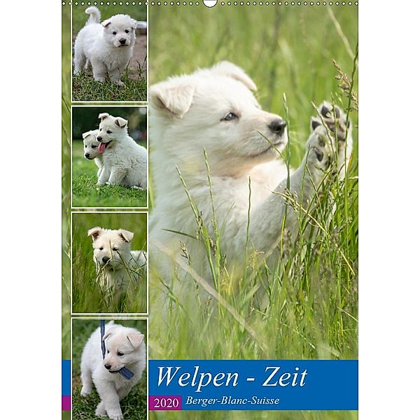 Welpen Zeit - Berger Blanc Suisse (Wandkalender 2020 DIN A2 hoch), Tanja Riedel