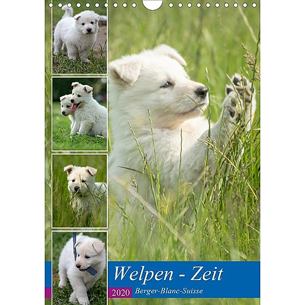 Welpen Zeit - Berger Blanc Suisse (Wandkalender 2020 DIN A4 hoch), Tanja Riedel