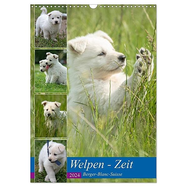 Welpen Zeit - Berger Blanc Suisse (Wandkalender 2024 DIN A3 hoch), CALVENDO Monatskalender, Tanja Riedel