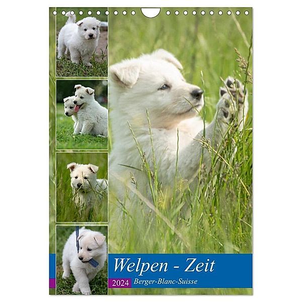 Welpen Zeit - Berger Blanc Suisse (Wandkalender 2024 DIN A4 hoch), CALVENDO Monatskalender, Tanja Riedel