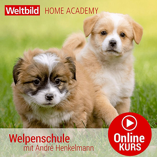 Welpenschule (Online-Kurs), André Henkelmann