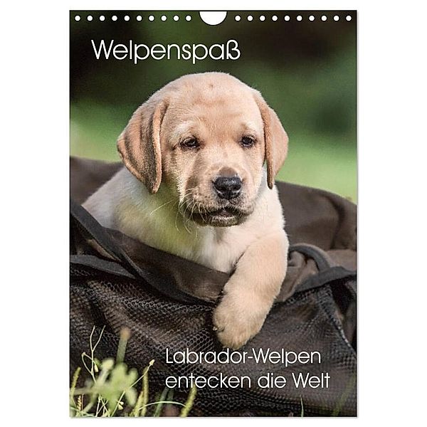 Welpenspass - Labrador Welpen entdecken die Welt (Wandkalender 2024 DIN A4 hoch), CALVENDO Monatskalender, Claudia Pelzer (Pelzer-Photography)