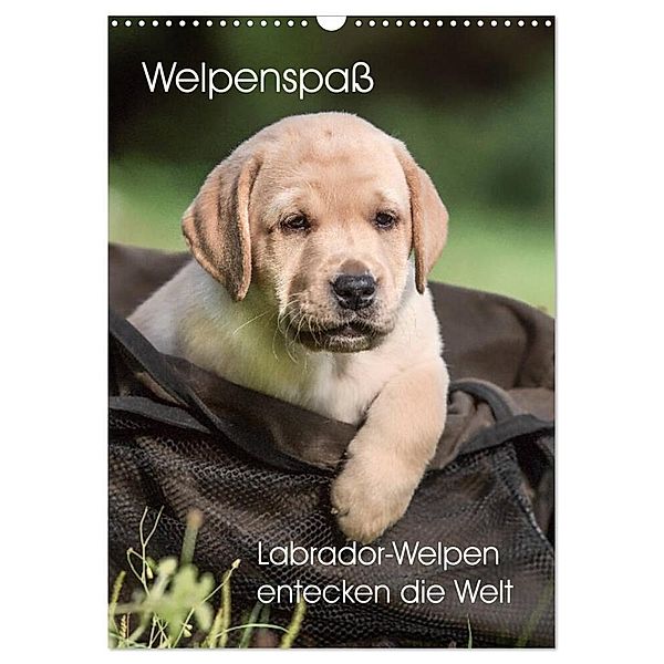 Welpenspass - Labrador Welpen entdecken die Welt (Wandkalender 2024 DIN A3 hoch), CALVENDO Monatskalender, Claudia Pelzer (Pelzer-Photography)