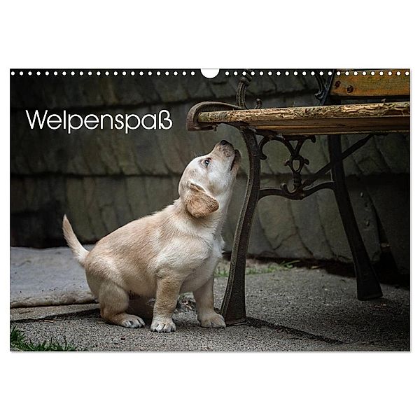 Welpenspass (Wandkalender 2024 DIN A3 quer), CALVENDO Monatskalender, Claudia Pelzer (Pelzer-Photography)