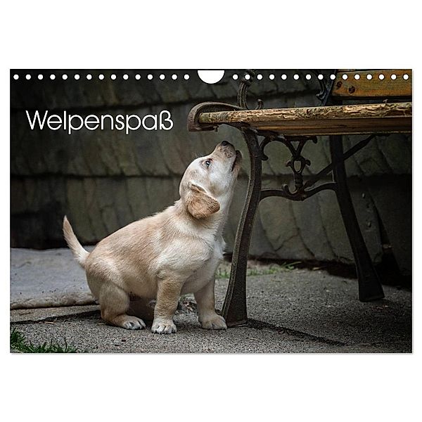 Welpenspass (Wandkalender 2024 DIN A4 quer), CALVENDO Monatskalender, Claudia Pelzer (Pelzer-Photography)