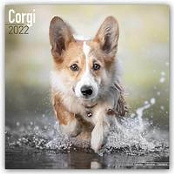 Welsh Corgi 2022 - 16-Monatskalender, Avonside Publishing Ltd
