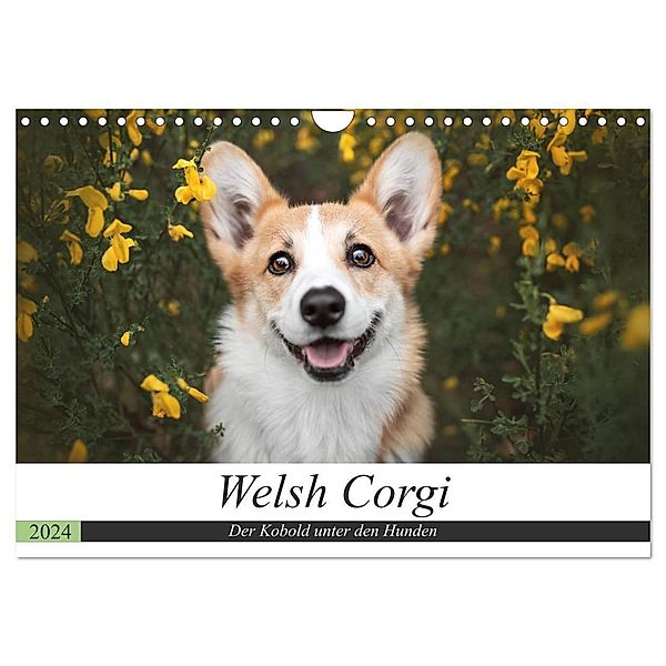 Welsh Corgi - Der Kobold unter den Hunden (Wandkalender 2024 DIN A4 quer), CALVENDO Monatskalender, Maria Ahrens