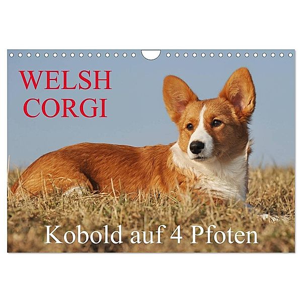 Welsh Corgi - Kobold auf 4 Pfoten (Wandkalender 2025 DIN A4 quer), CALVENDO Monatskalender, Calvendo, Sigrid Starick