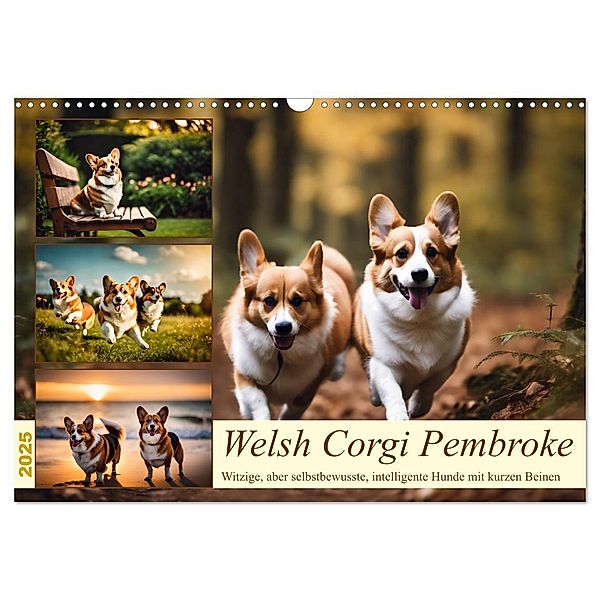 Welsh Corgi Pembroke (Wandkalender 2025 DIN A3 quer), CALVENDO Monatskalender, Calvendo, Claudia Kleemann