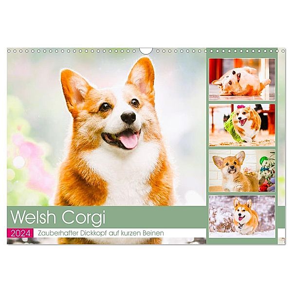 Welsh Corgi. Zauberhafter Dickkopf auf kurzen Beinen (Wandkalender 2024 DIN A3 quer), CALVENDO Monatskalender, Rose Hurley