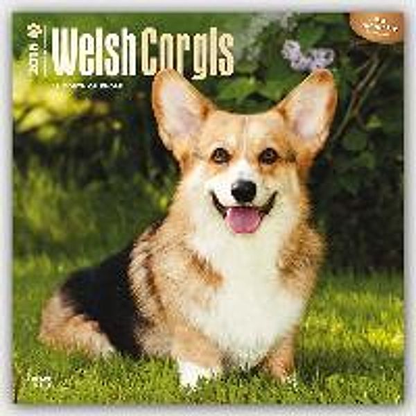 Welsh Corgis 2016