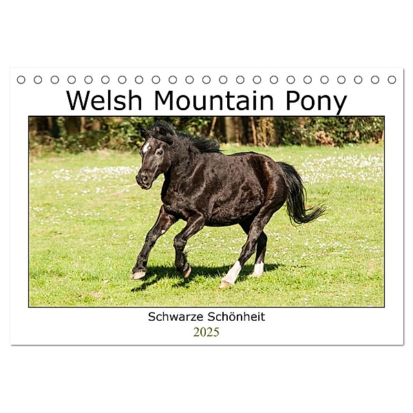 Welsh Mountain Pony - Schwarze Schönheit (Tischkalender 2025 DIN A5 quer), CALVENDO Monatskalender, Calvendo, Meike Bölts