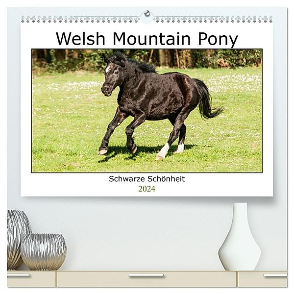 Welsh Mountain Pony - Schwarze Schönheit (hochwertiger Premium Wandkalender 2024 DIN A2 quer), Kunstdruck in Hochglanz, Meike Bölts