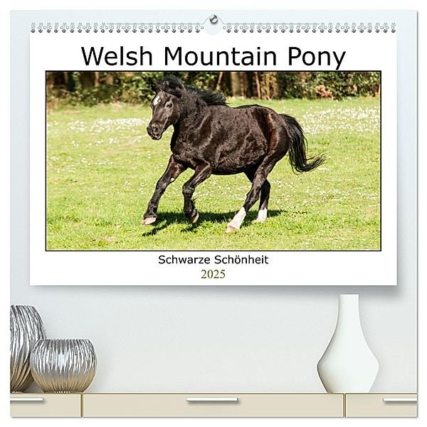 Welsh Mountain Pony - Schwarze Schönheit (hochwertiger Premium Wandkalender 2025 DIN A2 quer), Kunstdruck in Hochglanz, Calvendo, Meike Bölts