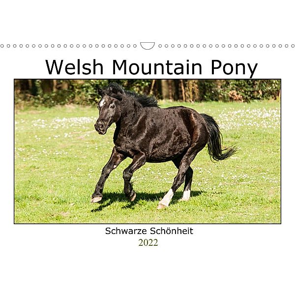 Welsh Mountain Pony - Schwarze Schönheit (Wandkalender 2022 DIN A3 quer), Meike Bölts